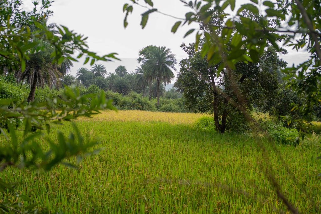 Bilde av en risåker