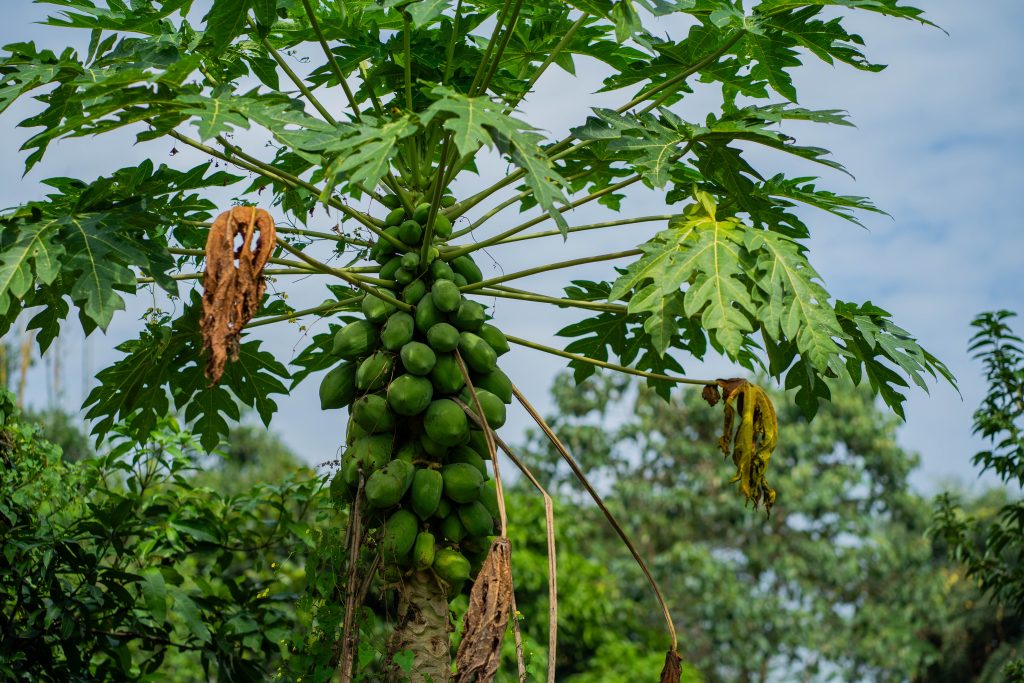 Bilde av kokos i et tre