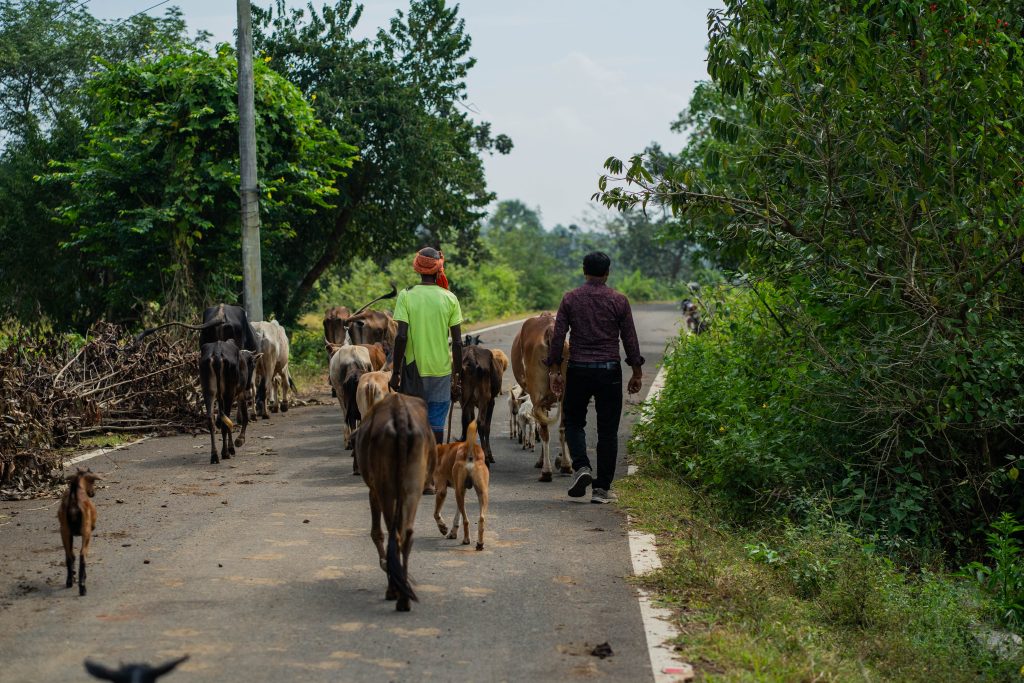 Bilde av en vei med dyr og personer som går med ryggen til