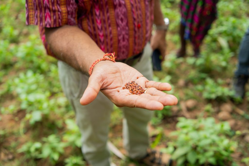 En person som holder frem frø i hånden sin