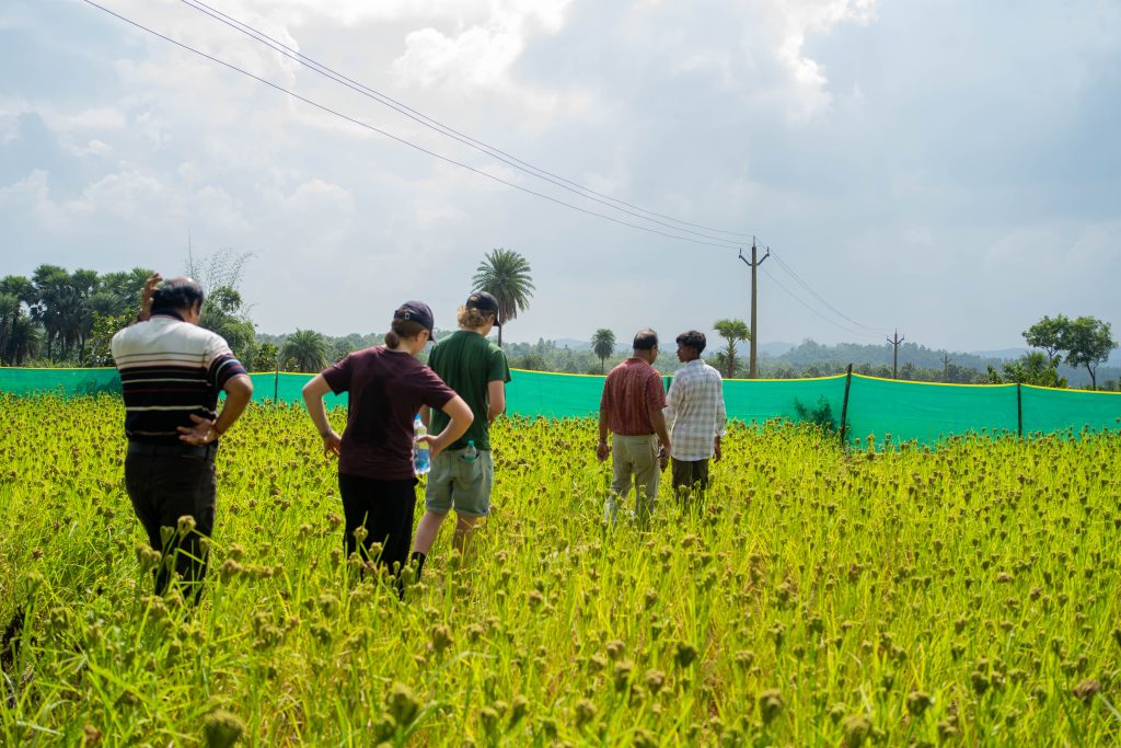 Seks personer som går på en åker av hirse