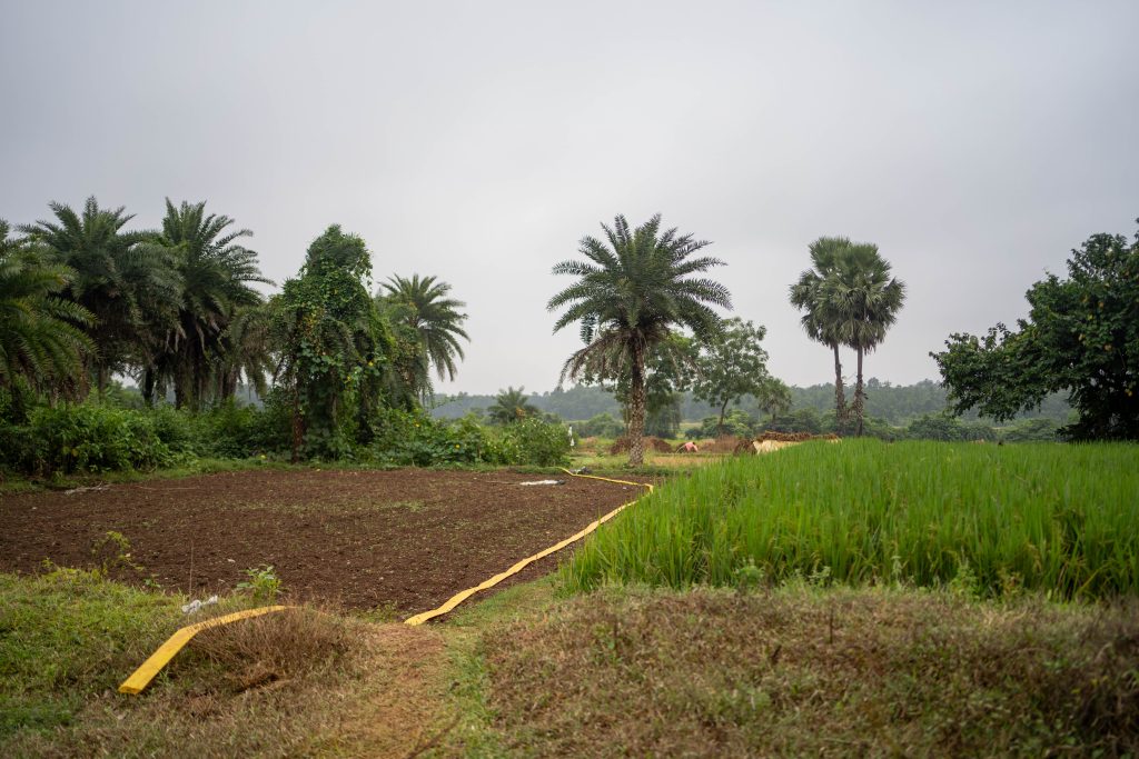 Risåker hvor halve er innhøstet med palmer i bakgrunn